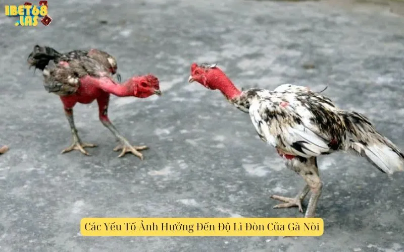 Các Yếu Tố Ảnh Hưởng Đến Độ Lì Đòn Của Gà Nòi