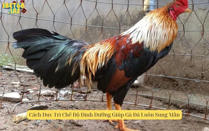 Cách Duy Trì Chế Độ Dinh Dưỡng Giúp Gà Đá Luôn Sung Mãn
