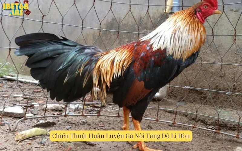 Chiến Thuật Huấn Luyện Gà Nòi Tăng Độ Lì Đòn