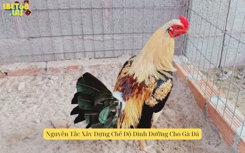 Nguyên Tắc Xây Dựng Chế Độ Dinh Dưỡng Cho Gà Đá