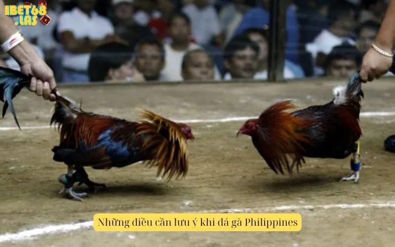 Những điều cần lưu ý khi đá gà Philippines