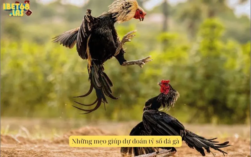 Những mẹo giúp dự đoán tỷ số đá gà