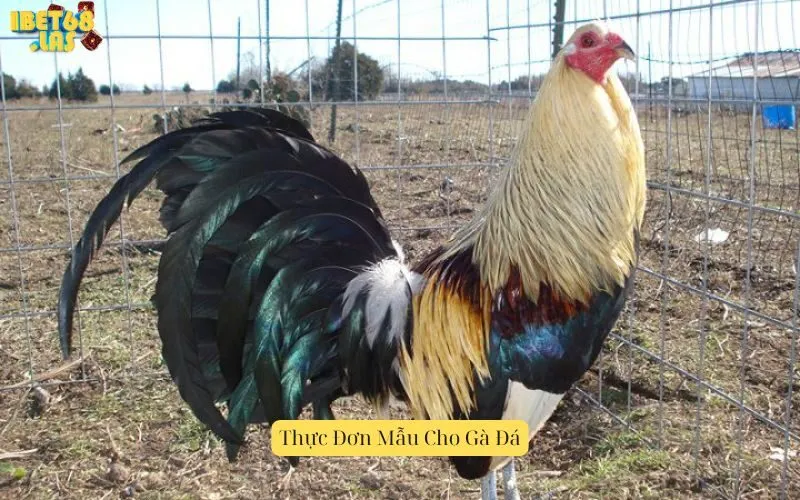 Thực Đơn Mẫu Cho Gà Đá