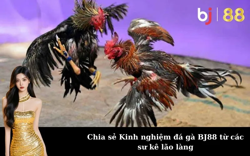 Chia sẻ Kinh nghiệm đá gà BJ88 từ các sư kê lão làng